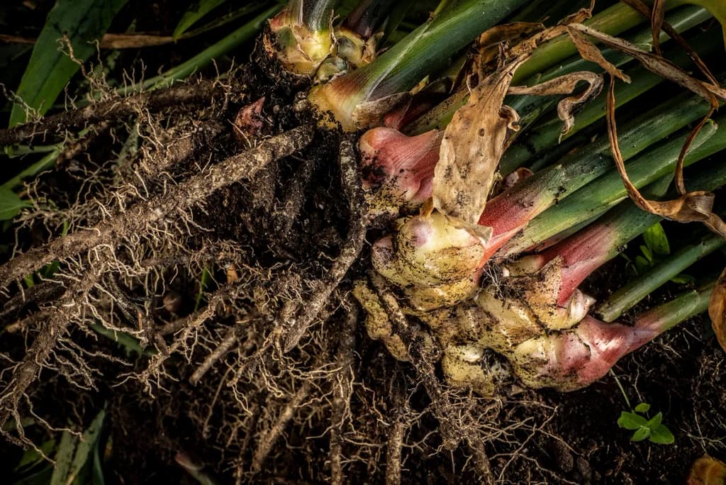 Representative freshly harvested ginger root
