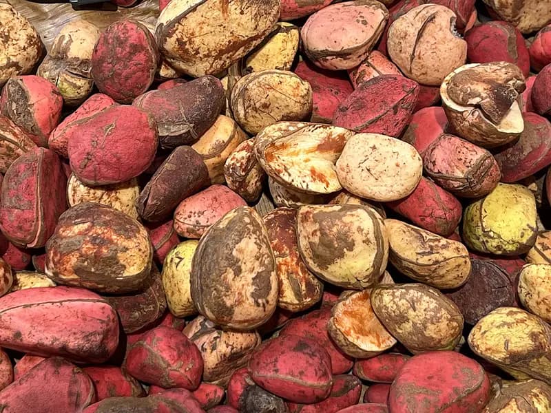 Representative dried kola nuts