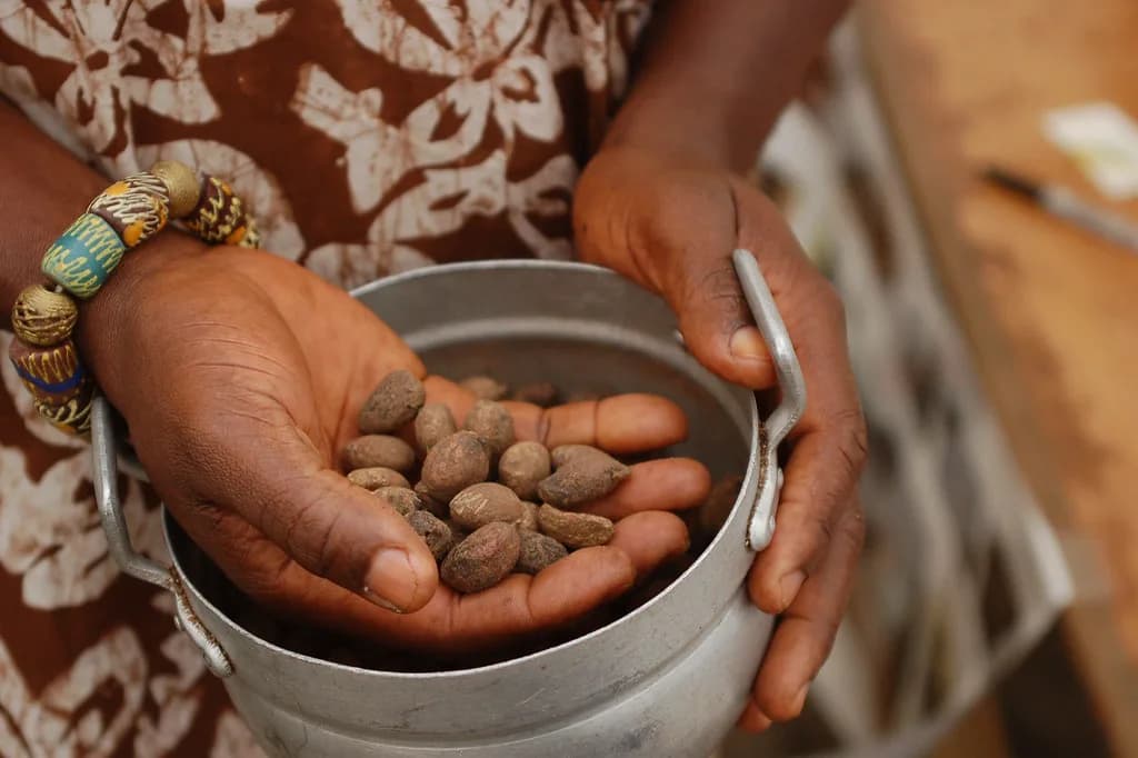 Representative raw shea nuts held in the hand