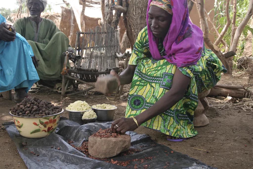 Representative shea nut and shea butter processing in West Africa